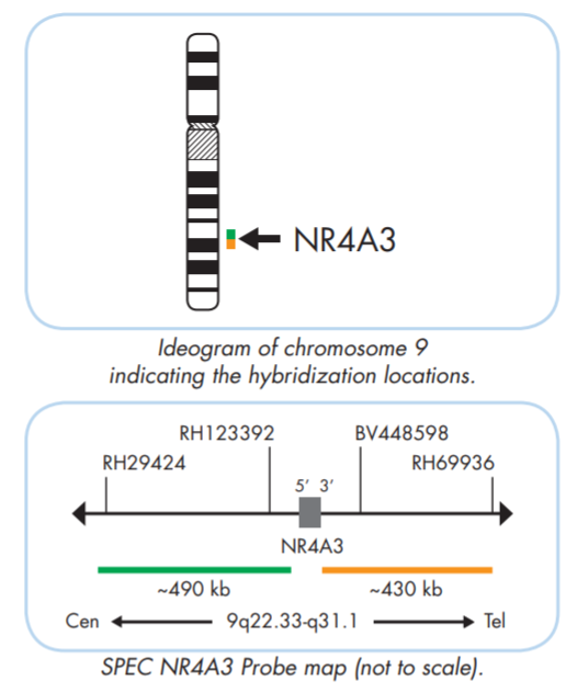 NR4A3 break apart